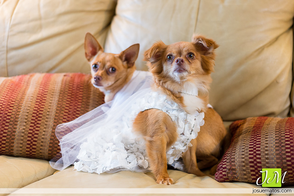 Josue Matos Photographer | Fotografo de Bodas en Puerto Rico